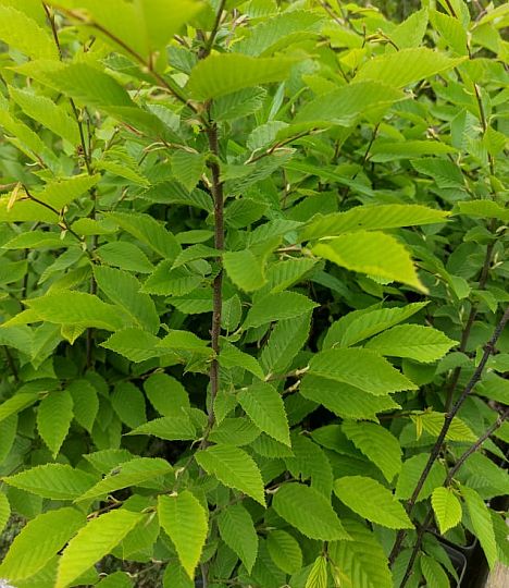 Carpinus betulus 'Fastigiata'